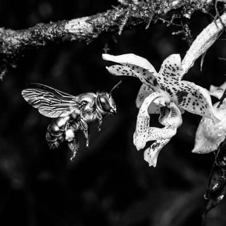 Nature's Green Perfumer